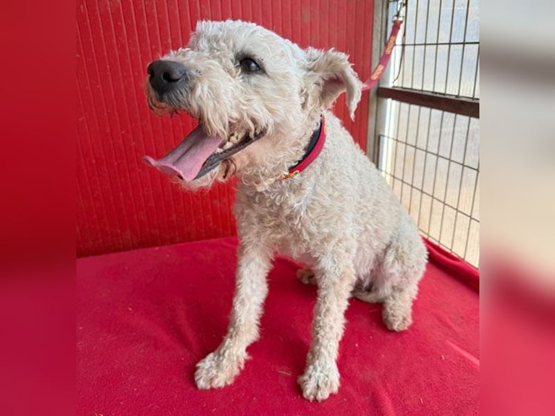 süßer Wuschel-Mix FLUFFY - 2 Jahre, 40cm/11kg