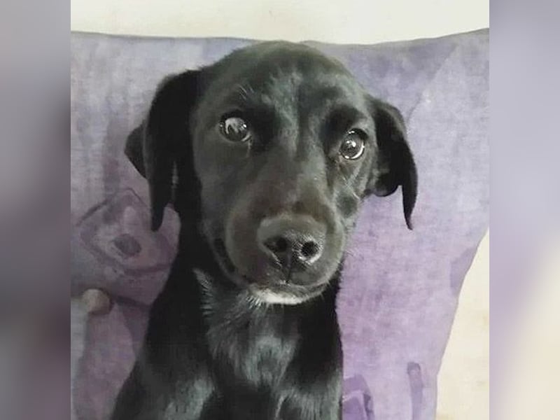 süßer MUFFIN - 6 Monate, 32cm/7kg - Typ Mini-Labrador