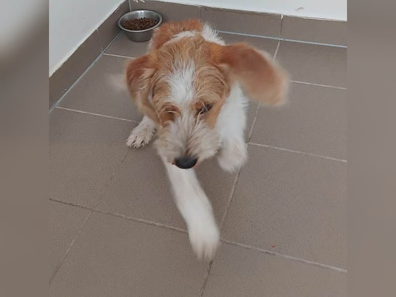 unwiderstehlicher COOPER - 7 Monate, 39cm/11kg - Spaniel/Havaneser?