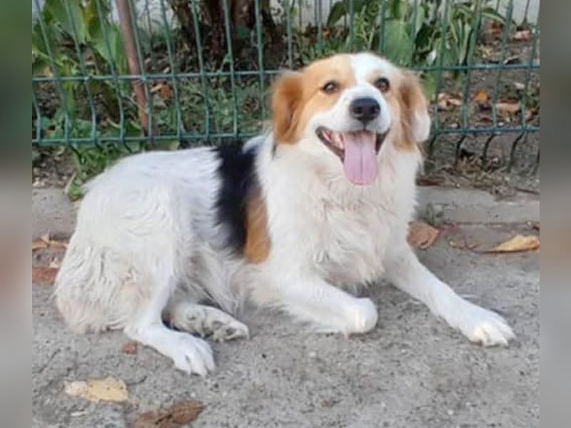 zarte Hundeseele LOTTA - 4 Jahre, 40cm/15kg - Mischling