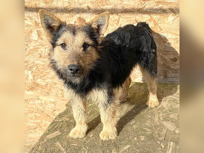 (R) ❤️❤️❤️ liebe kleine Knutschkugel FIFI - 2 Jahre, 35cm-10kg - Mischling