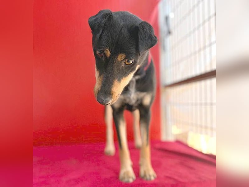 ❤️❤️❤️ lebenslustige MANKA - 1,5 Jahre, 40cm/10kg - Mischling