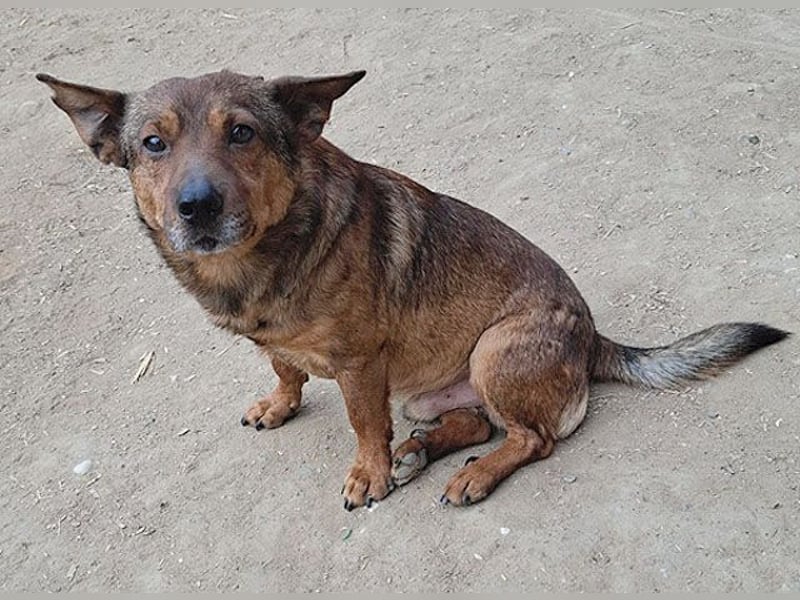 ❤️❤️❤️ arme Hundeseele BOBBY - 5 ,5 Jahre, 36cm/12kg - kl. Mischling