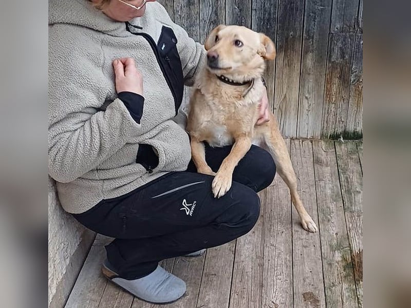 ❤️❤️❤️ liebenswerter FRENKI ging durch die Hölle - 3 Jahre, 42cm - Mischling