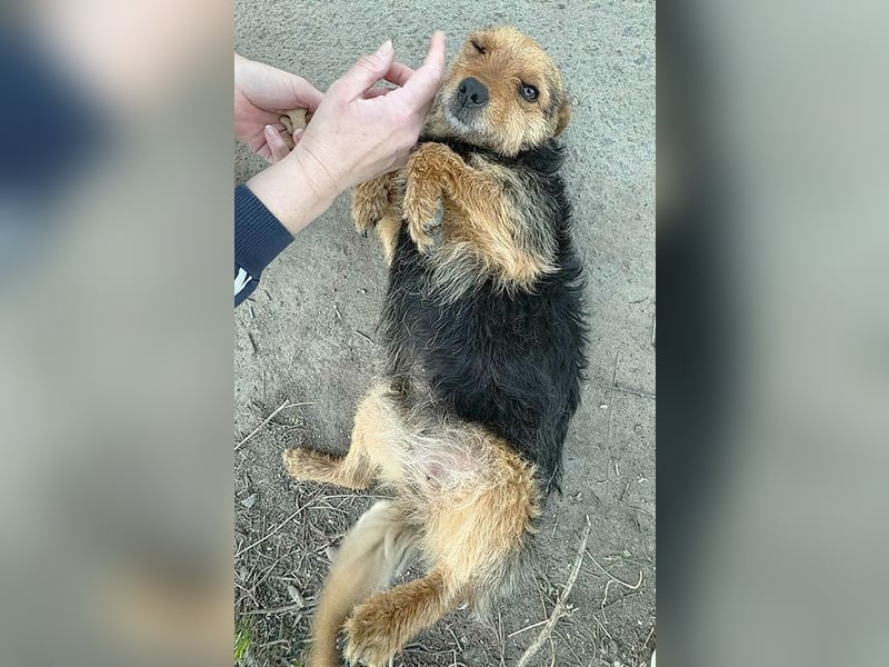 zarte kleine Hundeseele AUDREY - 1,5 Jahre, 35cm/7kg