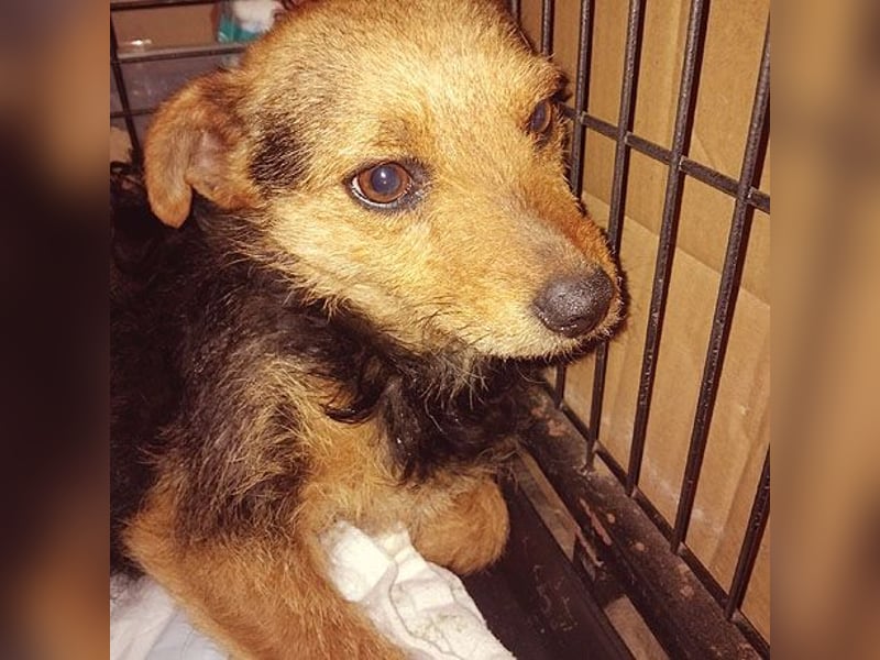 zarte kleine Hundeseele AUDREY - 1,5 Jahre, 35cm/7kg