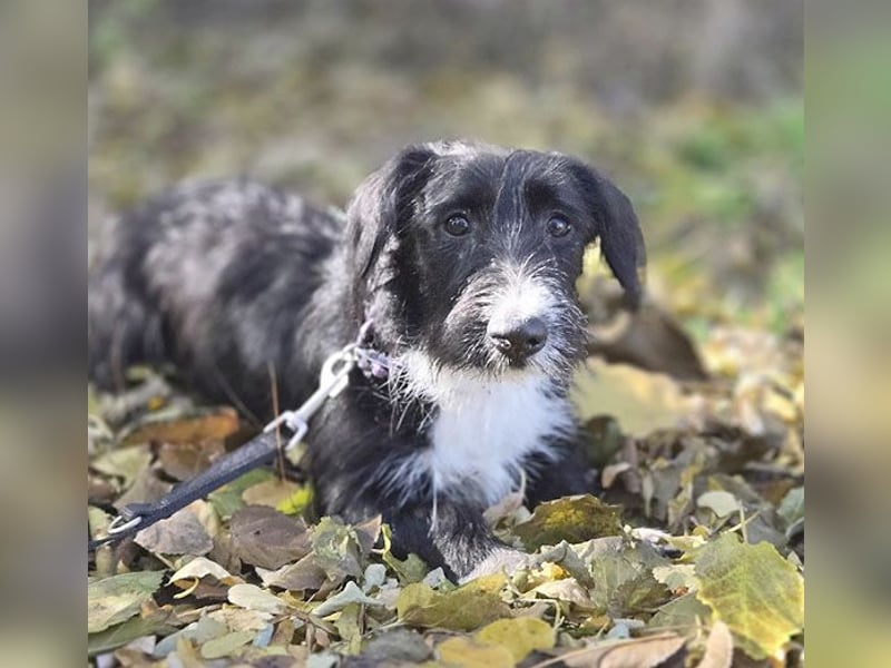 kleiner Struppi-Mix BOGYO - 9 Monate, 35cm