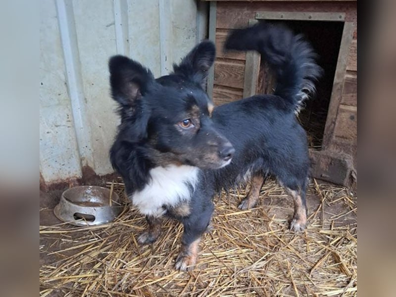 ❤️❤️❤️ liebenswerter kleiner BERRY - 2 Jahre, 32cm/13kg - Mischling