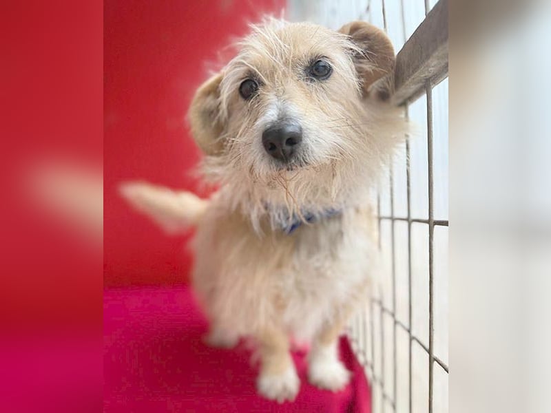 liebe kleine Struppi-Maus MOMO - 9 Jahre, 30cm/9kg