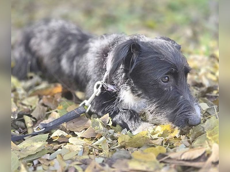 kleiner Struppi-Mix BOGYO - 9 Monate, 35cm