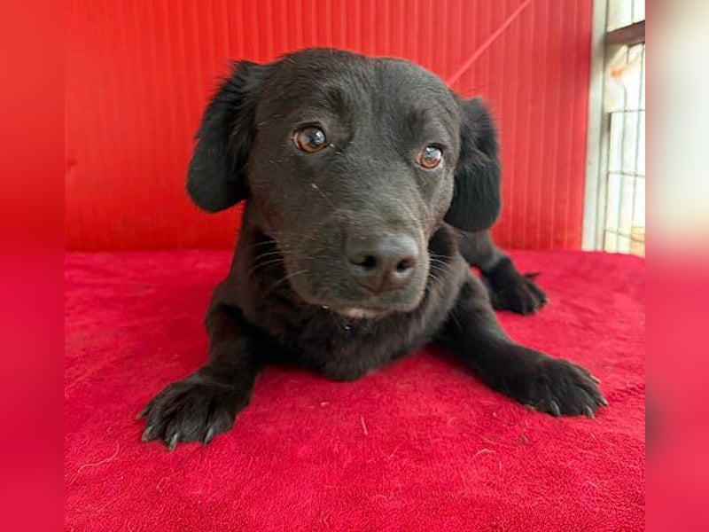 liebenswerte kleine SZISZI - 1,5 Jahre, 35cm/11kg - Mischling