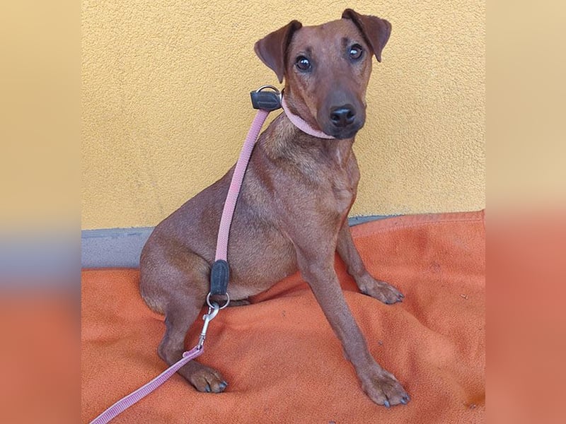 ❤️❤️❤️ ein warmes Nest für MIMI gesucht - 1,5 Jahre, 37cm/8kg - Pinscher-Mix