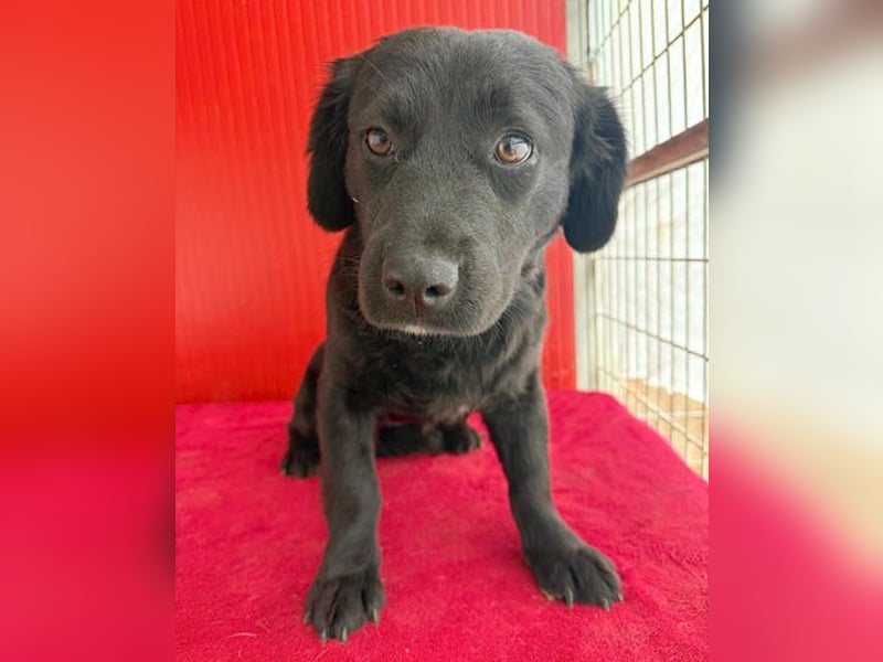 liebenswerte kleine SZISZI - 1,5 Jahre, 35cm/11kg - Mischling