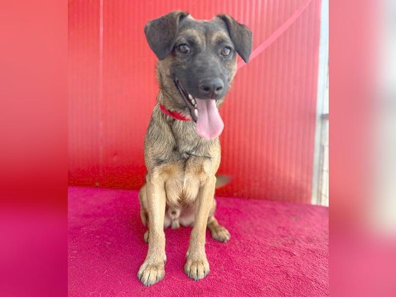 süßer Lausbub FILOU - 10 Monate, 40cm/10kg - Mischling