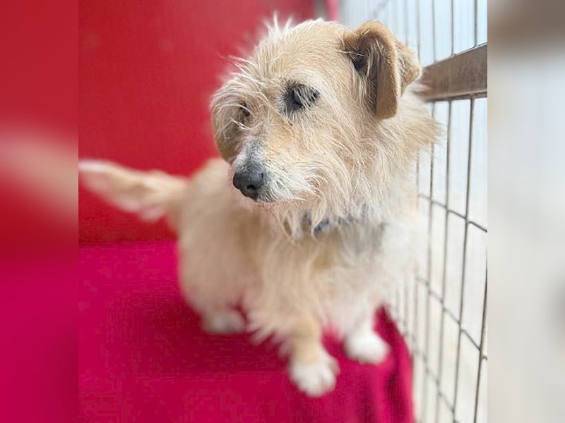 liebe kleine Struppi-Maus MOMO - 9 Jahre, 30cm/9kg