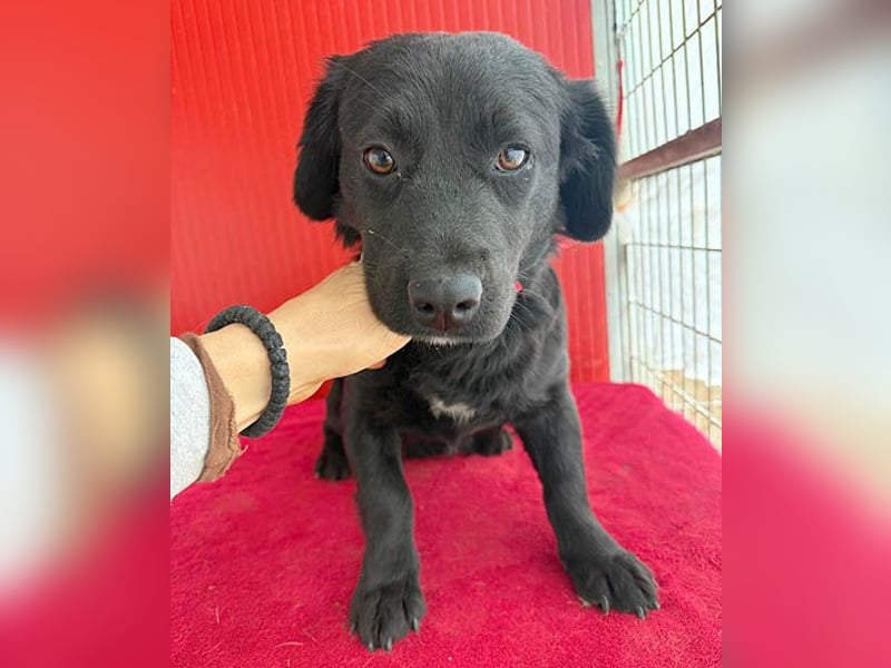 liebenswerte kleine SZISZI - 1,5 Jahre, 35cm/11kg - Mischling