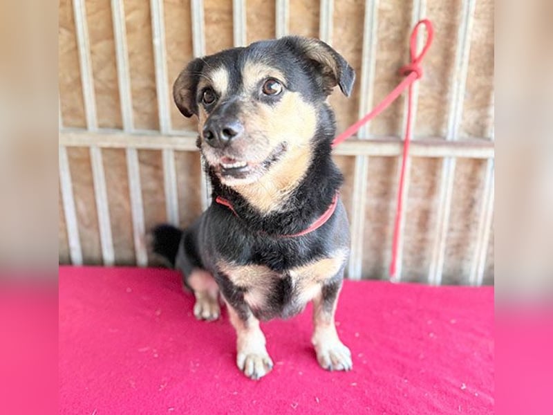 ❤️❤️❤️ kleine Hundeseele RAFFY - 8 Jahre, 36cm/12kg - Mischling