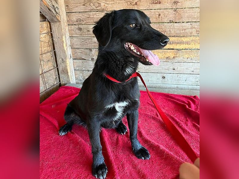 ❤️ liebenswerter LALI - 1,5 Jahre, 38/40cm-12kg  -Mischling