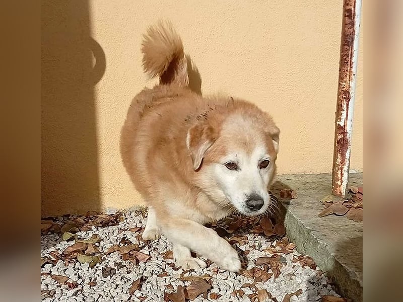 ZUCO - Engel auf 4 Pfoten - 13 Jahre, 40cm - Mischling