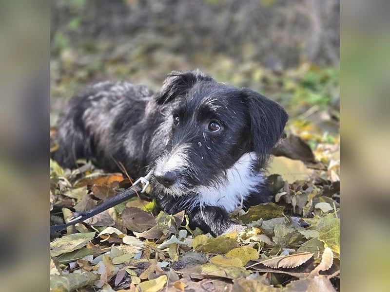 kleiner Struppi-Mix BOGYO - 9 Monate, 35cm