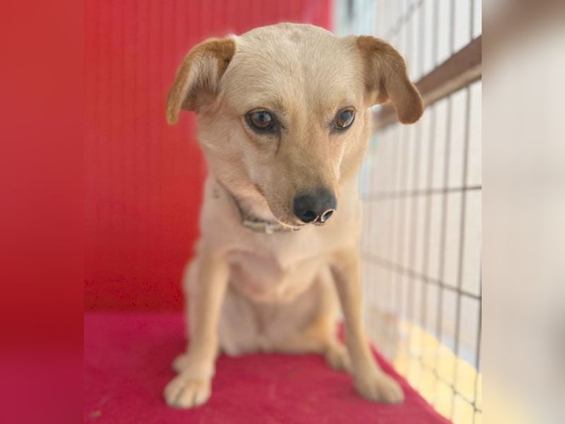 ❤️ zarte Hundeseele TILLY - 2 Jahre, 40cm/9kg - Mischling