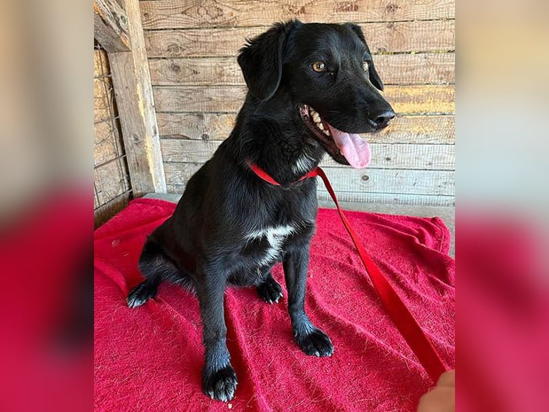 ❤️ liebenswerter LALI - 1,5 Jahre, 38/40cm-12kg  -Mischling