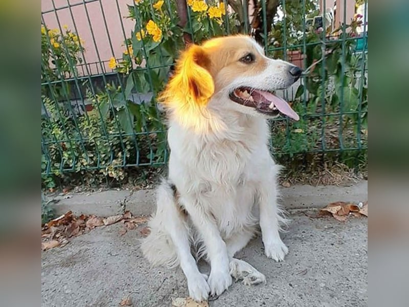 zarte Hundeseele LOTTA - 4 Jahre, 40cm/15kg - Mischling