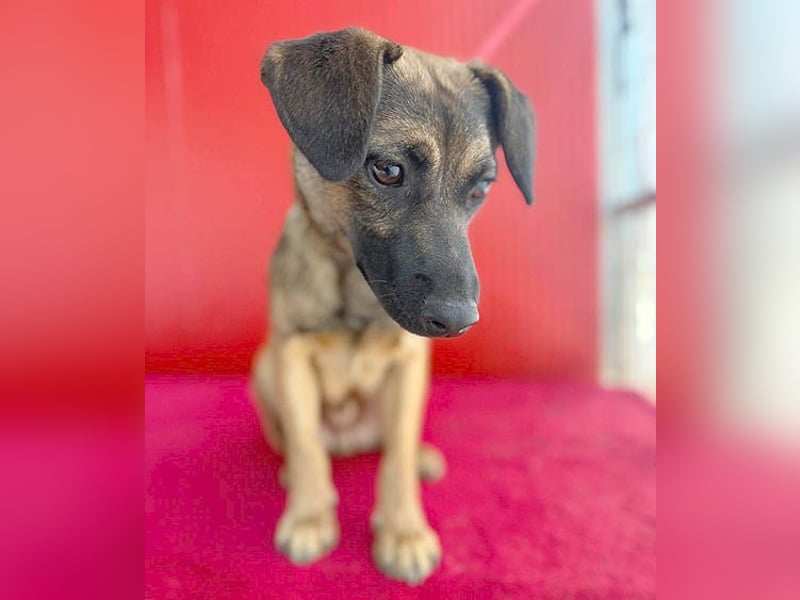 süßer Lausbub FILOU - 10 Monate, 40cm/10kg - Mischling