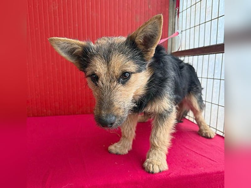 ❤️❤️❤️ kleine Knutschkugel FIFI - 2 Jahre, 35cm - Mischling