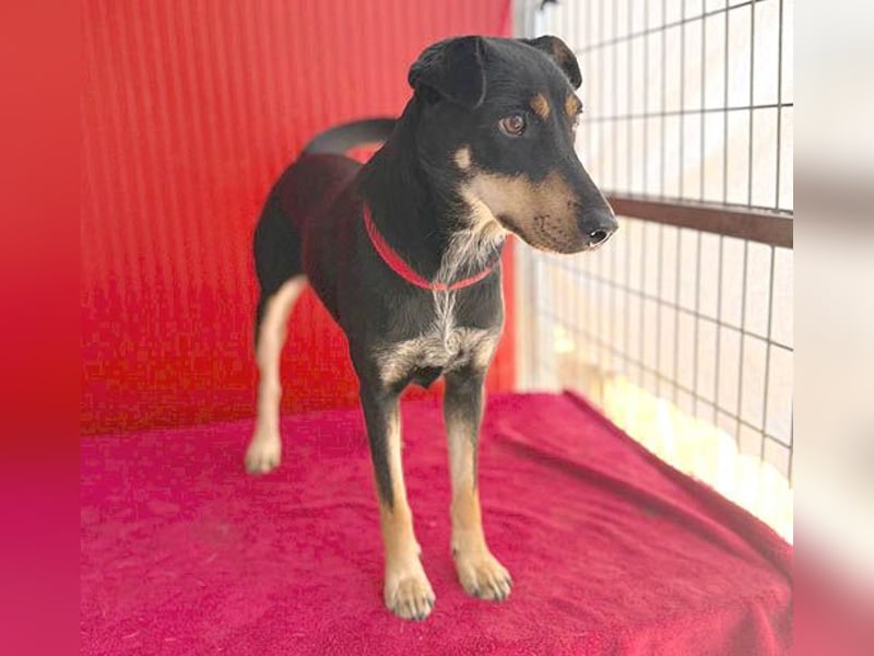 ❤️❤️❤️ lebenslustige MANKA - 1,5 Jahre, 40cm/10kg - Mischling