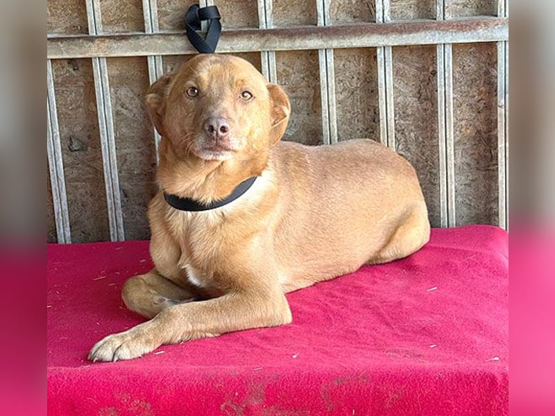 ❤️❤️❤️ pfiffiger kleiner DINGO - 2 Jahre, 40cm/10kg - Mischling