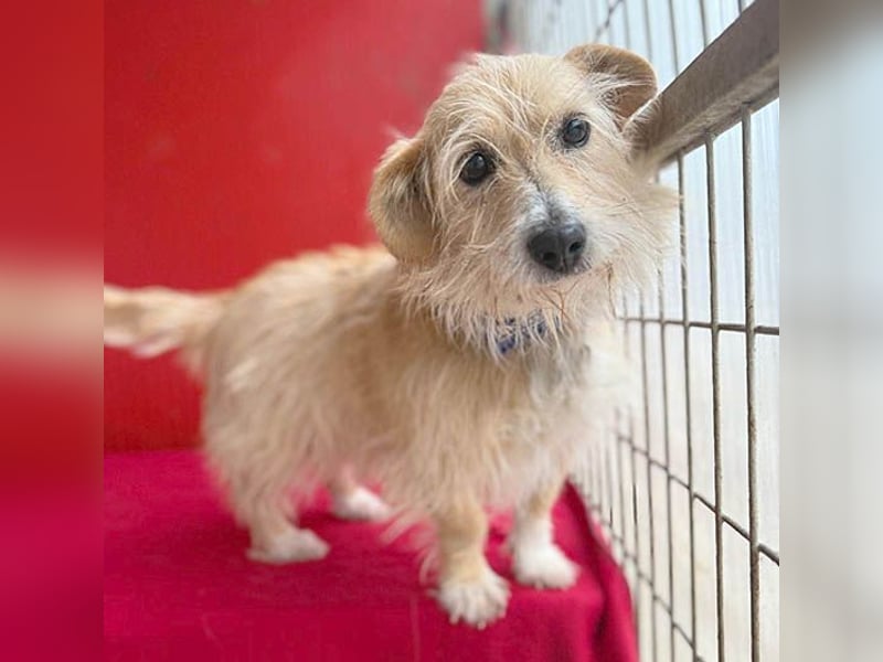 liebe kleine Struppi-Maus MOMO - 9 Jahre, 30cm/9kg