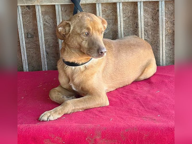 ❤️❤️❤️ pfiffiger kleiner DINGO - 2 Jahre, 40cm/10kg - Mischling