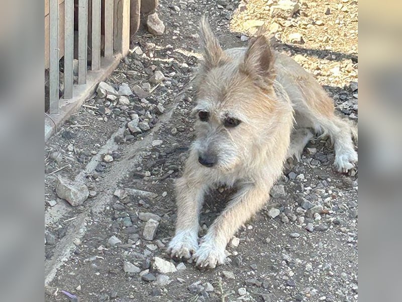 (R) ❤️❤️❤️zarte Hundeseele SZOFI - 4,5 Jahre, 40cm/12kg - Struppi-Mix