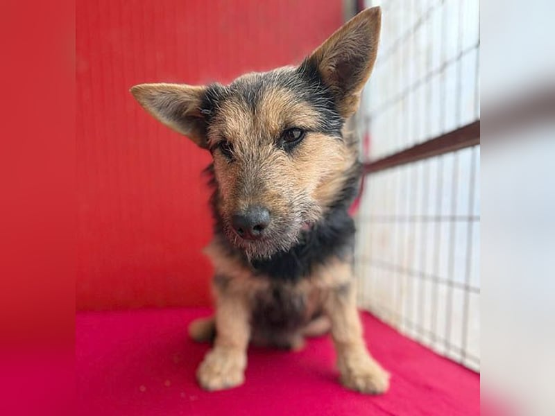 ❤️❤️❤️ kleine Knutschkugel FIFI - 2 Jahre, 35cm - Mischling