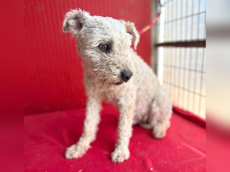 süßer Wuschel-Mix FLUFFY - 2 Jahre, 40cm/11kg