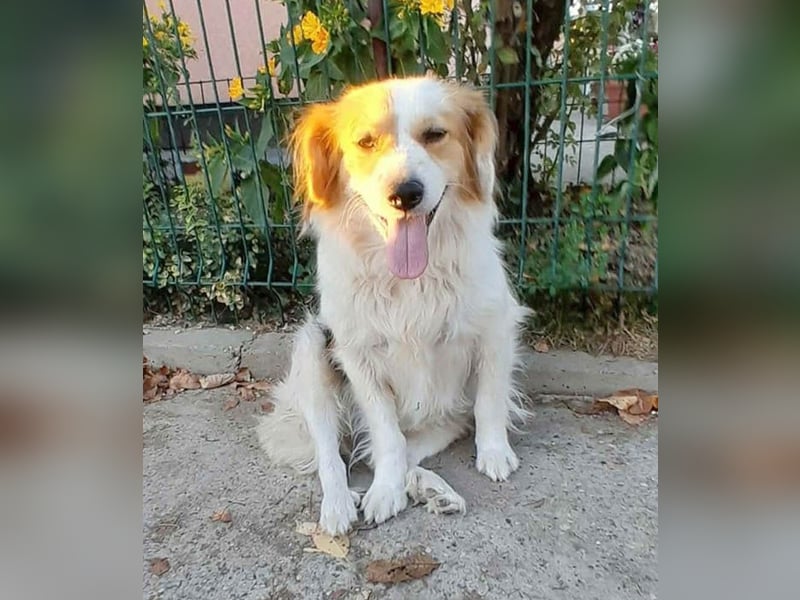 zarte Hundeseele LOTTA - 4 Jahre, 40cm/15kg - Mischling