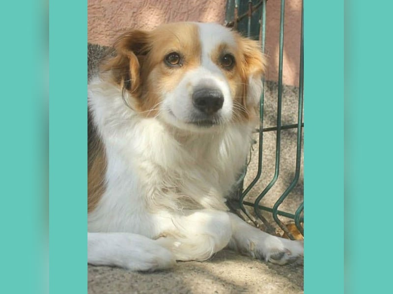 zarte Hundeseele LOTTA - 4 Jahre, 40cm/15kg - Mischling