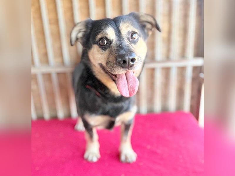 ❤️❤️❤️ kleine Hundeseele RAFFY - 8 Jahre, 36cm/12kg - Mischling