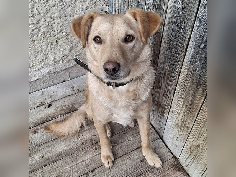 ❤️❤️❤️ liebenswerter FRENKI ging durch die Hölle - 3 Jahre, 42cm - Mischling