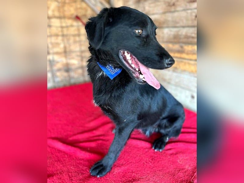 ❤️ liebenswerter LALI - 1,5 Jahre, 38/40cm-12kg  -Mischling