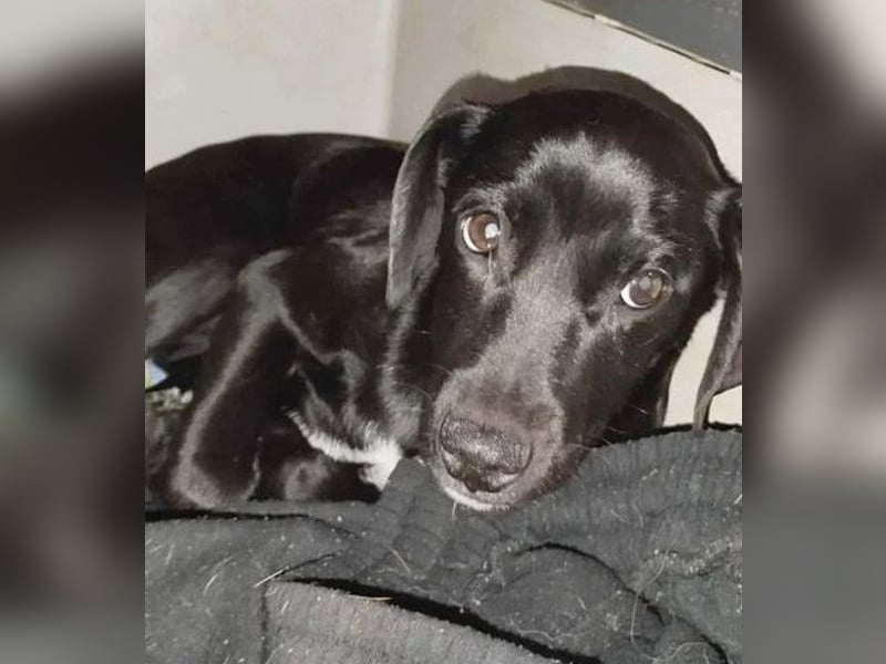 süßer MUFFIN - 6 Monate, 32cm/7kg - Typ Mini-Labrador