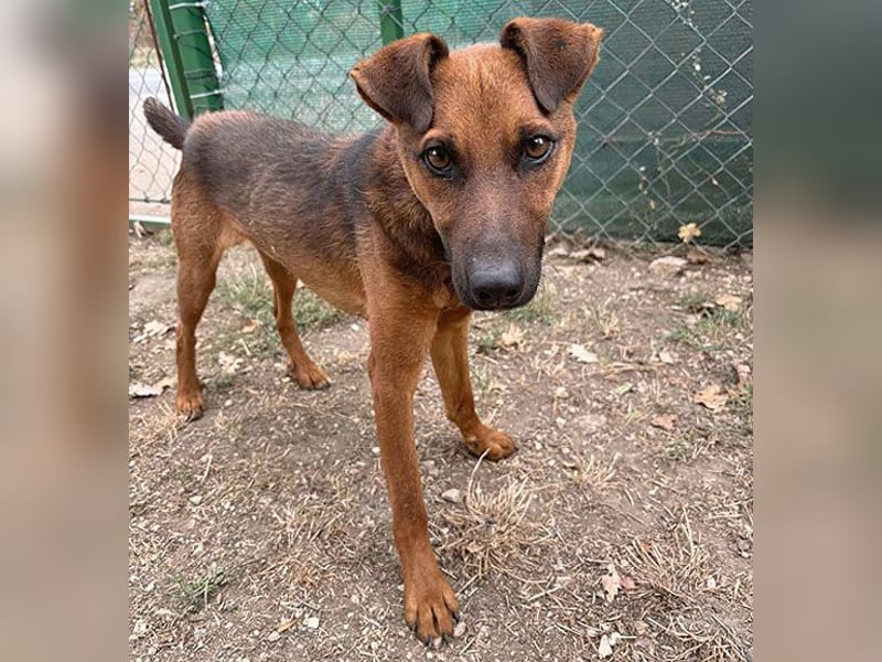 ❤️❤️❤️ kleiner Schatz BERTI - 1,5 Jahre, 38cm/10kg - Pinscher-Mix