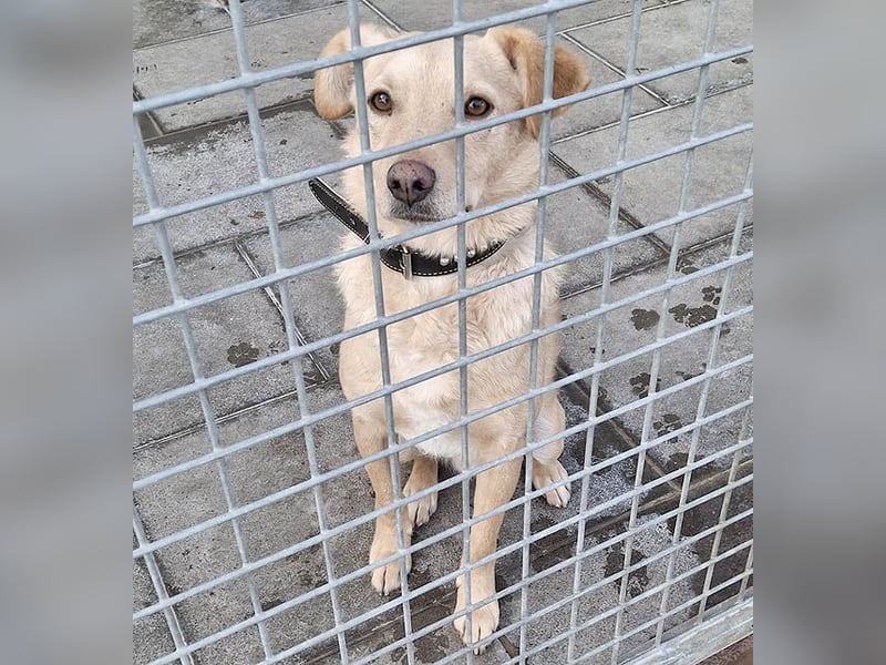 ❤️❤️❤️ liebenswerter FRENKI ging durch die Hölle - 3 Jahre, 42cm - Mischling