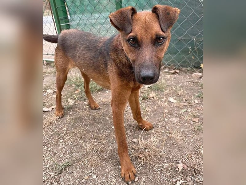 ❤️❤️❤️ kleiner Schatz BERTI - 1,5 Jahre, 38cm/10kg - Pinscher-Mix