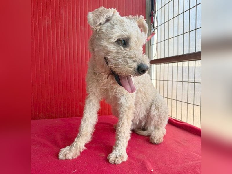 süßer Wuschel-Mix FLUFFY - 2 Jahre, 40cm/11kg