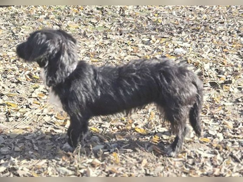 kleiner Struppi-Mix BOGYO - 9 Monate, 35cm