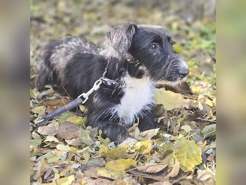 kleiner Struppi-Mix BOGYO - 9 Monate, 35cm