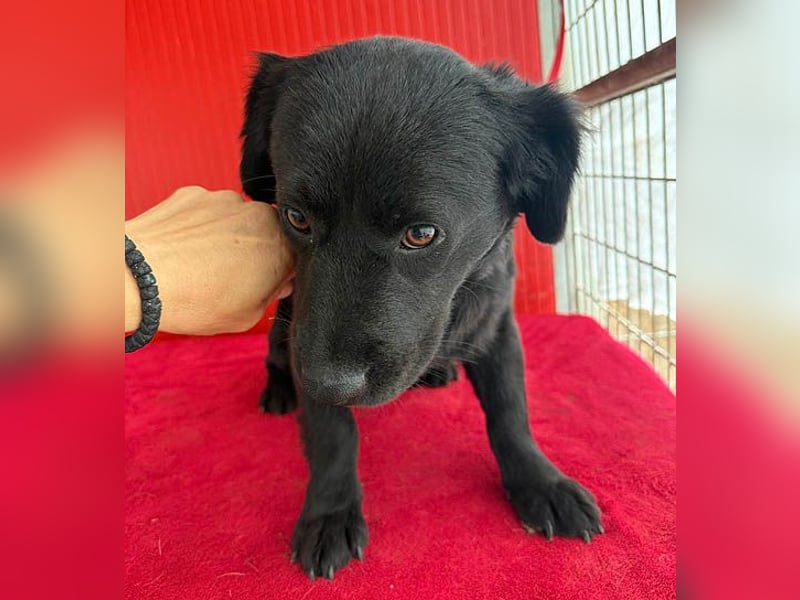 liebenswerte kleine SZISZI - 1,5 Jahre, 35cm/11kg - Mischling