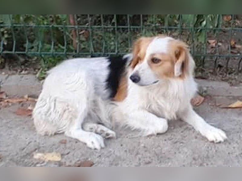 zarte Hundeseele LOTTA - 4 Jahre, 40cm/15kg - Mischling